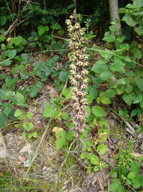 Paarse wespenorchis