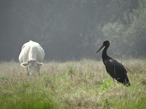 Zwarte ooievaar - Black stork - Cigogne noir